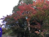 <figcaption>金堂への階段の紅葉。</figcaption>