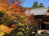 <figcaption>本堂前の紅葉。</figcaption>