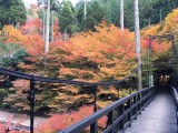 <figcaption>神護寺の麓の紅葉状況</figcaption>