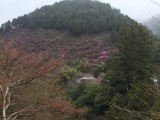 <figcaption>咲き始めた三つ葉山つつじ</figcaption>