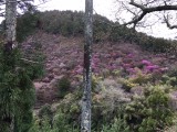 <figcaption>4月9日の三つ葉山つつじ</figcaption>