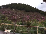 <figcaption>4月9日の三つ葉山つつじ</figcaption>