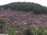 <figcaption>三分咲きの三つ葉山つつじと桜。</figcaption>