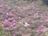 <figcaption>三分咲きの三つ葉山つつじと桜。</figcaption>