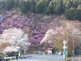 <figcaption>桜と三つ葉山つつじの競演。</figcaption>