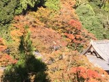 <figcaption>紅葉が始まりました。
11月1日現在の西明寺の紅葉です。</figcaption>