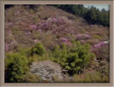 <figcaption>神護寺 大師堂のもみじ</figcaption>