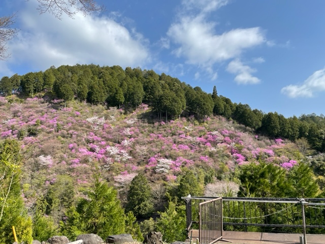 <figcaption>満開の三つ葉山つつじと桜。</figcaption>