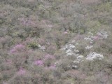 <figcaption>桜と三つ葉山つつじの共演。</figcaption>