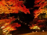 <figcaption>神護寺の金堂付近の夜間のライトアップされた紅葉です。</figcaption>