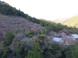 <figcaption>４月１日(月）西明寺の裏山、槇ノ尾山の三つ葉山つつじが咲き始めました。</figcaption>