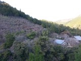 <figcaption>4月1日(月)西明寺の裏山、槇ノ尾山の三つ葉山つつじが咲き始めました。</figcaption>