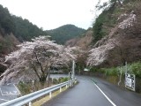 <figcaption>パークウェー入口の桜の状況。</figcaption>