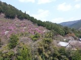 <figcaption>西明寺、槇の尾山の三つ葉山つつじ</figcaption>