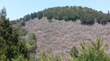 <figcaption>槇尾山の三つ葉山つつじ全体の景色。</figcaption>