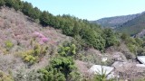 <figcaption>槇尾山の三つ葉山つつじ</figcaption>
