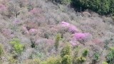 <figcaption>三つ葉山つつじ</figcaption>