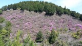 <figcaption>3分咲きの西明寺の三つ葉山つつじ。</figcaption>