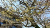 <figcaption>芽吹き始めた高雄もみじ。</figcaption>