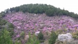 <figcaption>8分咲きとなった槇尾山の三つ葉山つつじ。</figcaption>