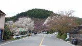 <figcaption>山桜と三つ葉山つつじの競演。</figcaption>