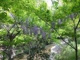 <figcaption>清滝川沿いの山藤。</figcaption>