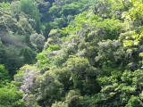 <figcaption>山藤</figcaption>