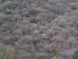 <figcaption>咲き始めた西明寺の裏山、槇の尾山の「三つ葉やまつつじ」</figcaption>