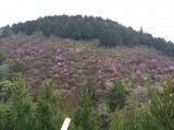 <figcaption>4月1日現在の西明寺の裏山、槇の尾山の三つ葉山つつじ</figcaption>