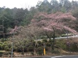 <figcaption>4月1日現在のパークウェー入口の桜の状況です。</figcaption>
