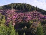 <figcaption>西明寺裏山の三つ葉山つつじが7分咲となってきました。</figcaption>