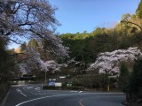 <figcaption>嵐山・高雄パークウェー入口付近の桜がほぼ満開となりました。</figcaption>