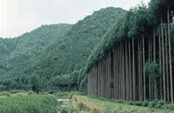 Kitayama Cedar Trees