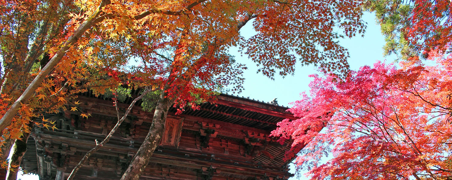 京都・高雄は日本有数のもみじ（紅葉）の名所です